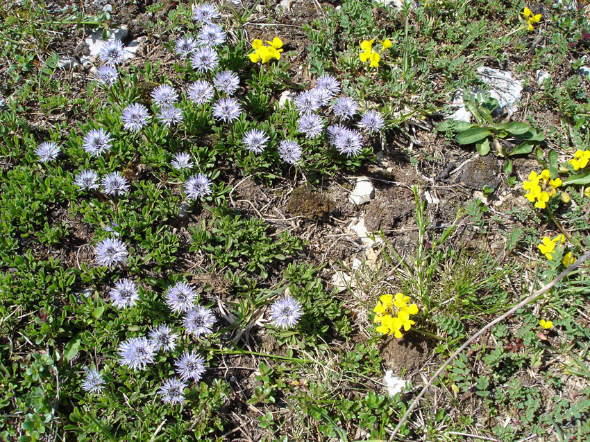 petites fleurs du printemps