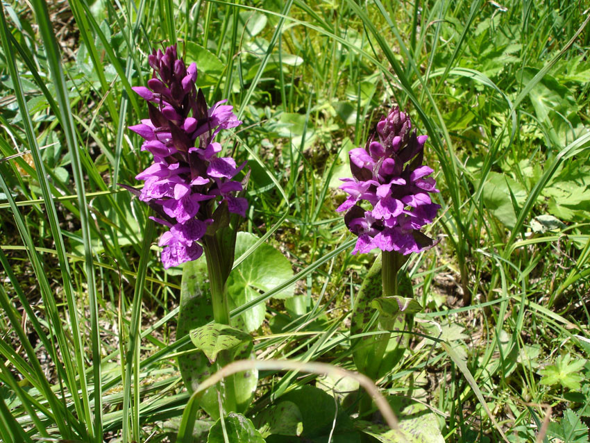Orchidée
