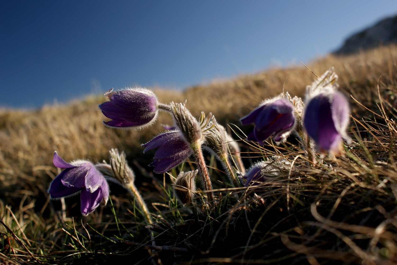 Prairie