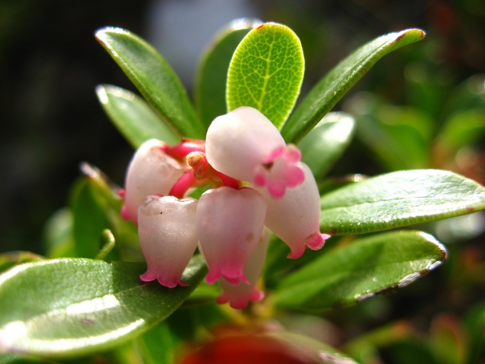 Raisin d'ours ou busserole (Arctostaphylos uva-ursi)
