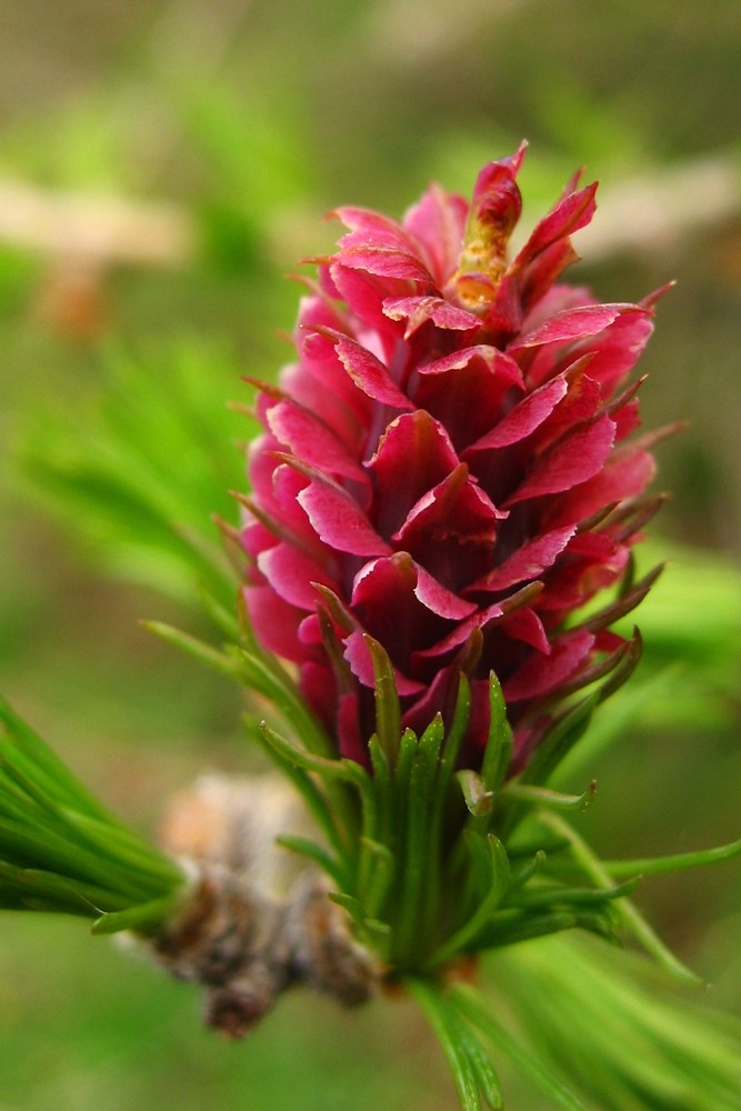 fleur de mélèze