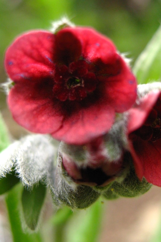 cynoglosse officinal (Cynoglossum officinale)