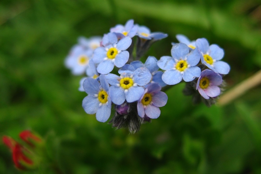 myosotis