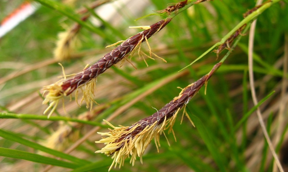 probable laiche (Carex sp.)