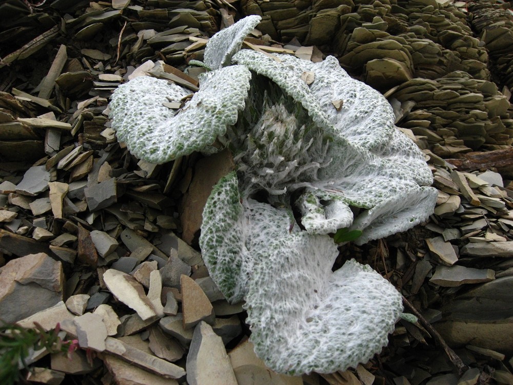 bérardie laineuse (Berardia subacaulis)