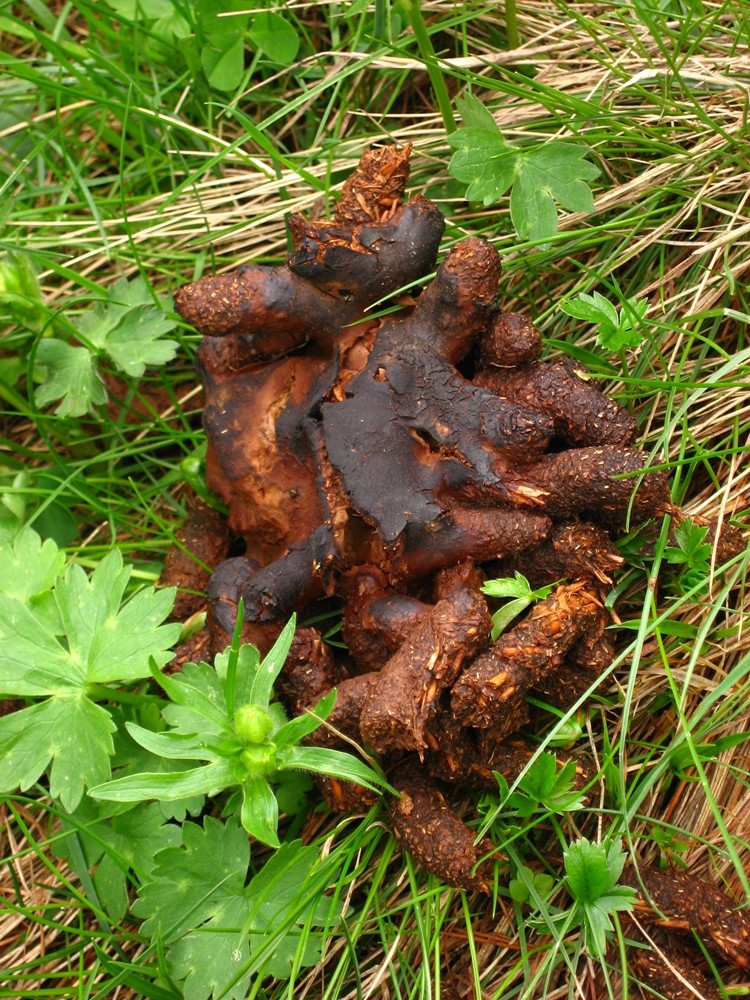 merde d'origine non identifiée