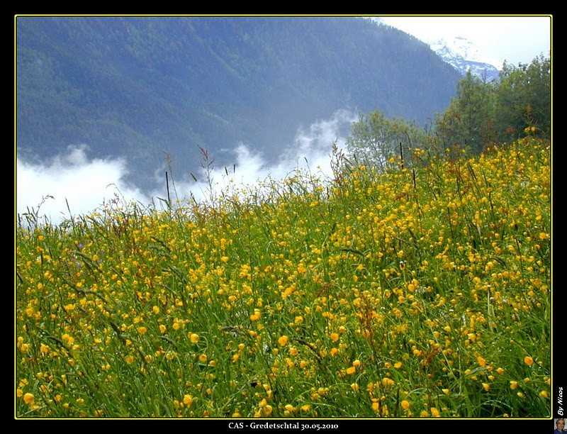 Prairies en fleurs