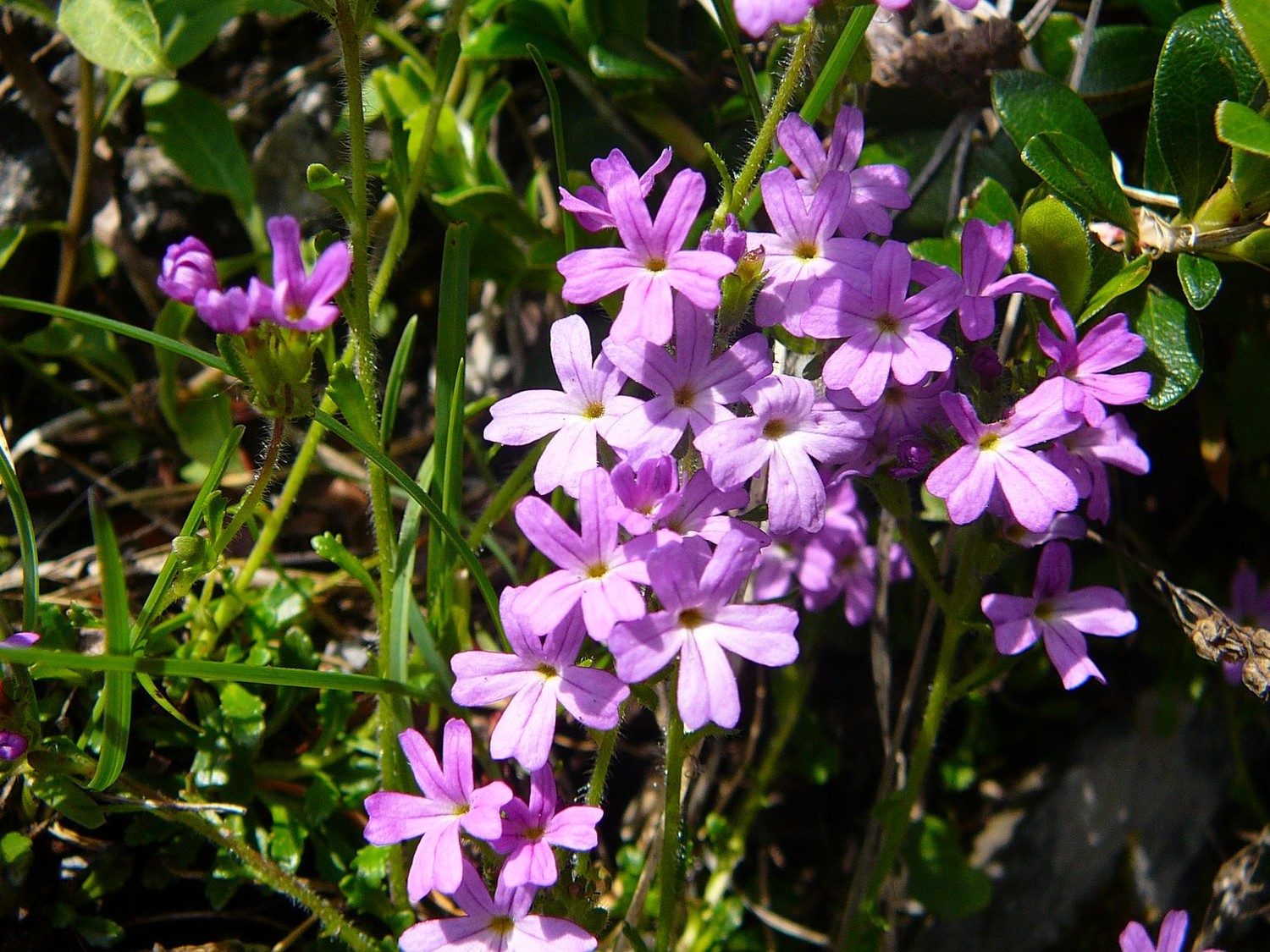 Erine des Alpes