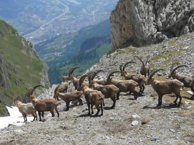 Bouquetins au col de la Forclaz 2