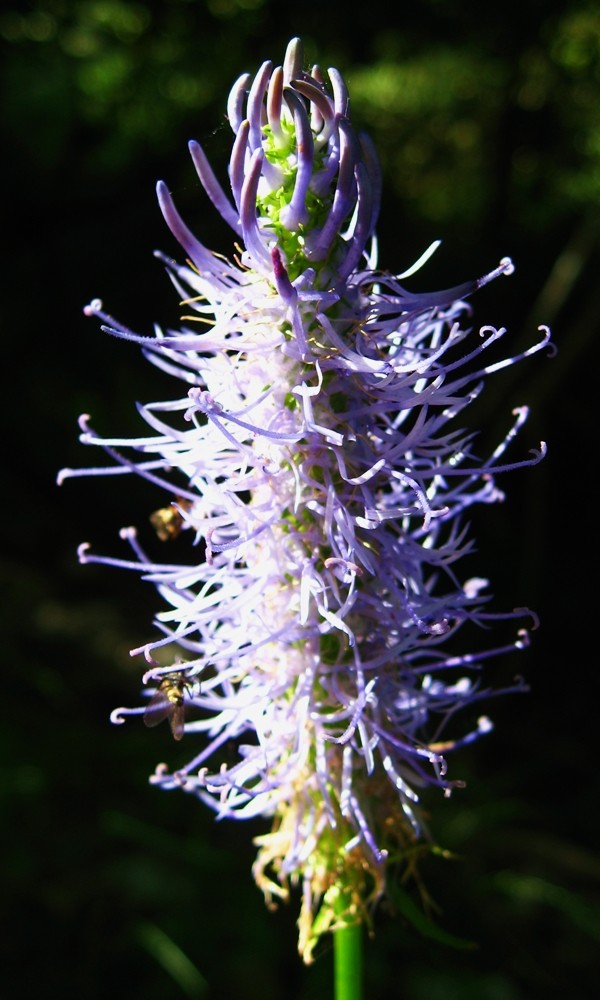 raiponce en épi (Phyteuma spicatum)