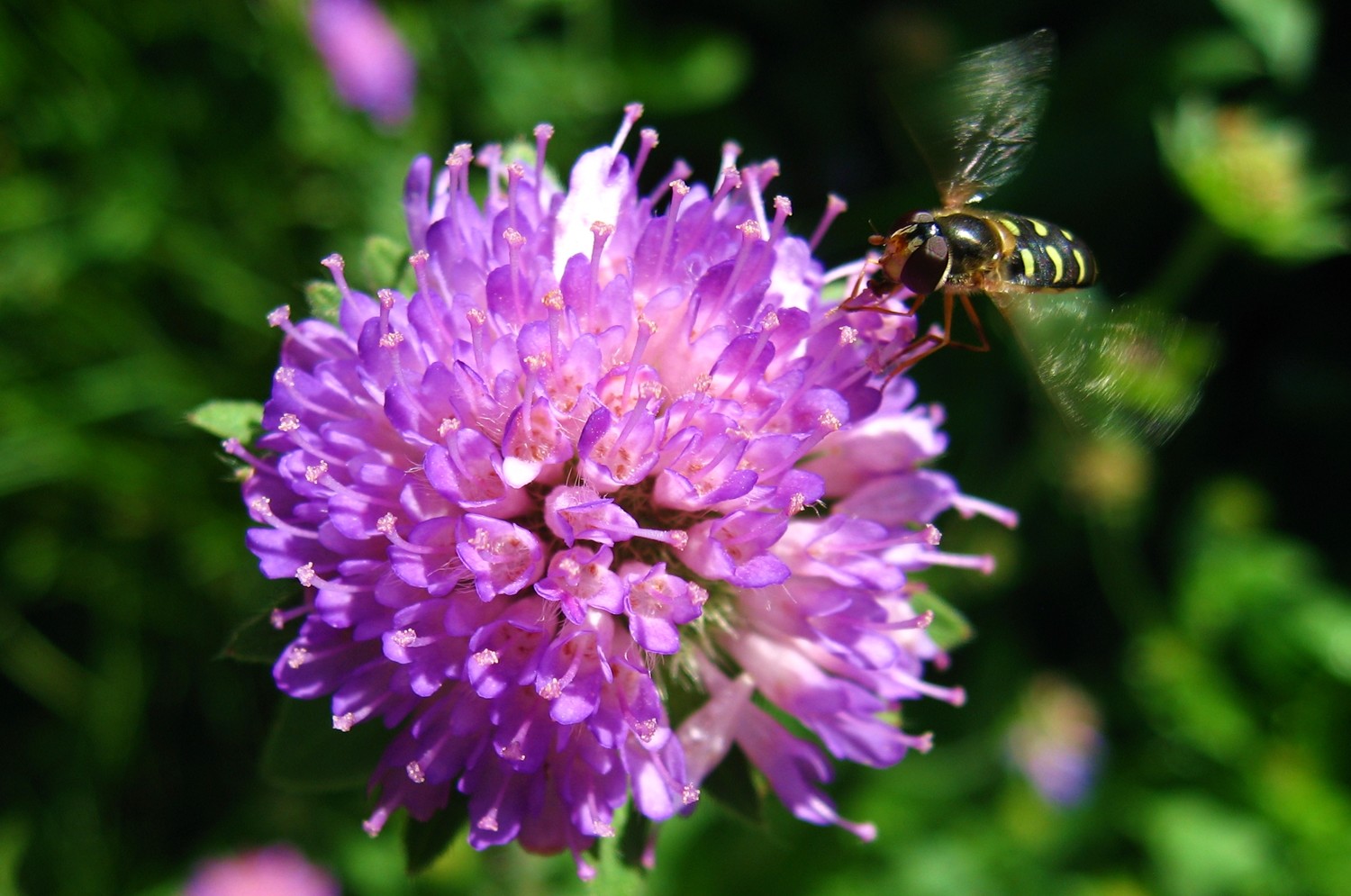knautie et insecte pollinisateur