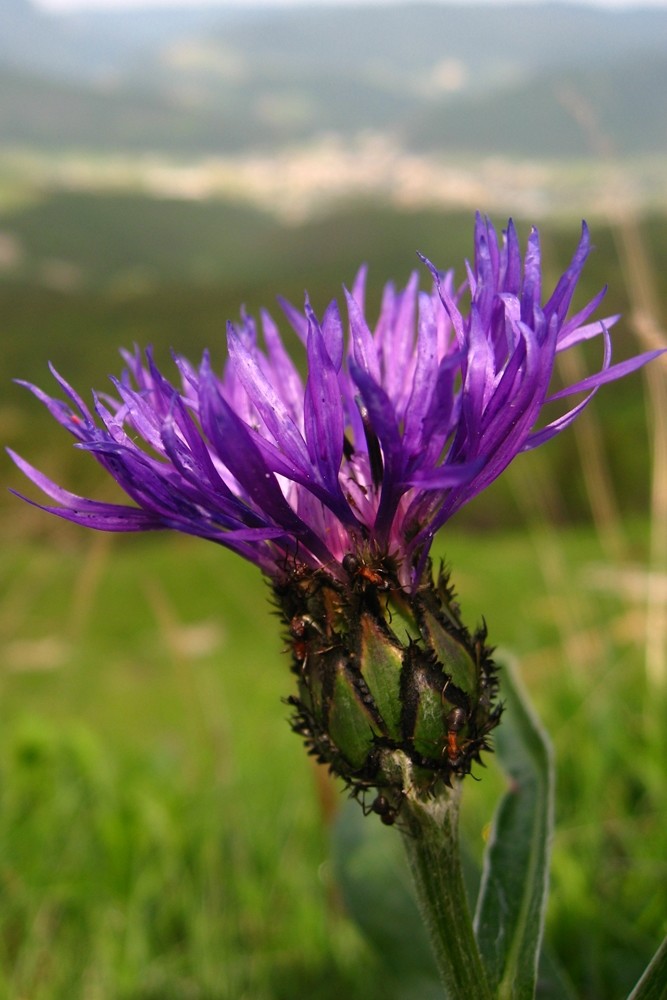 centaurée des montagnes (Centaurea montana)