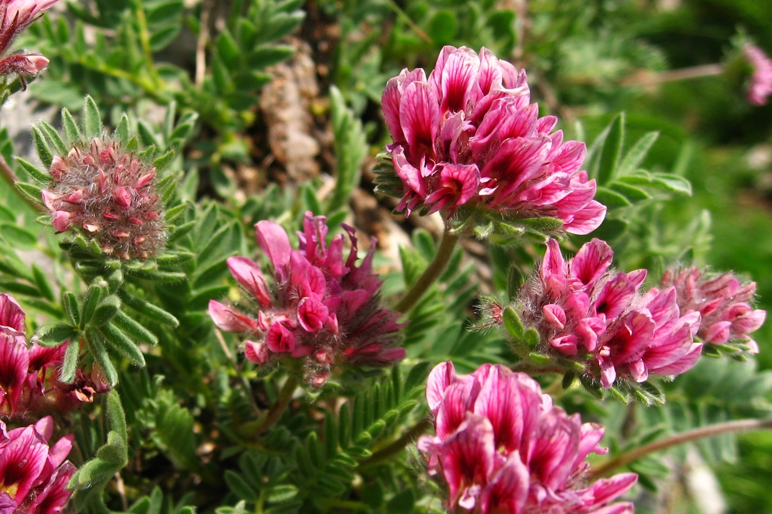 anthyllide des montagnes (Anthyllis montana)