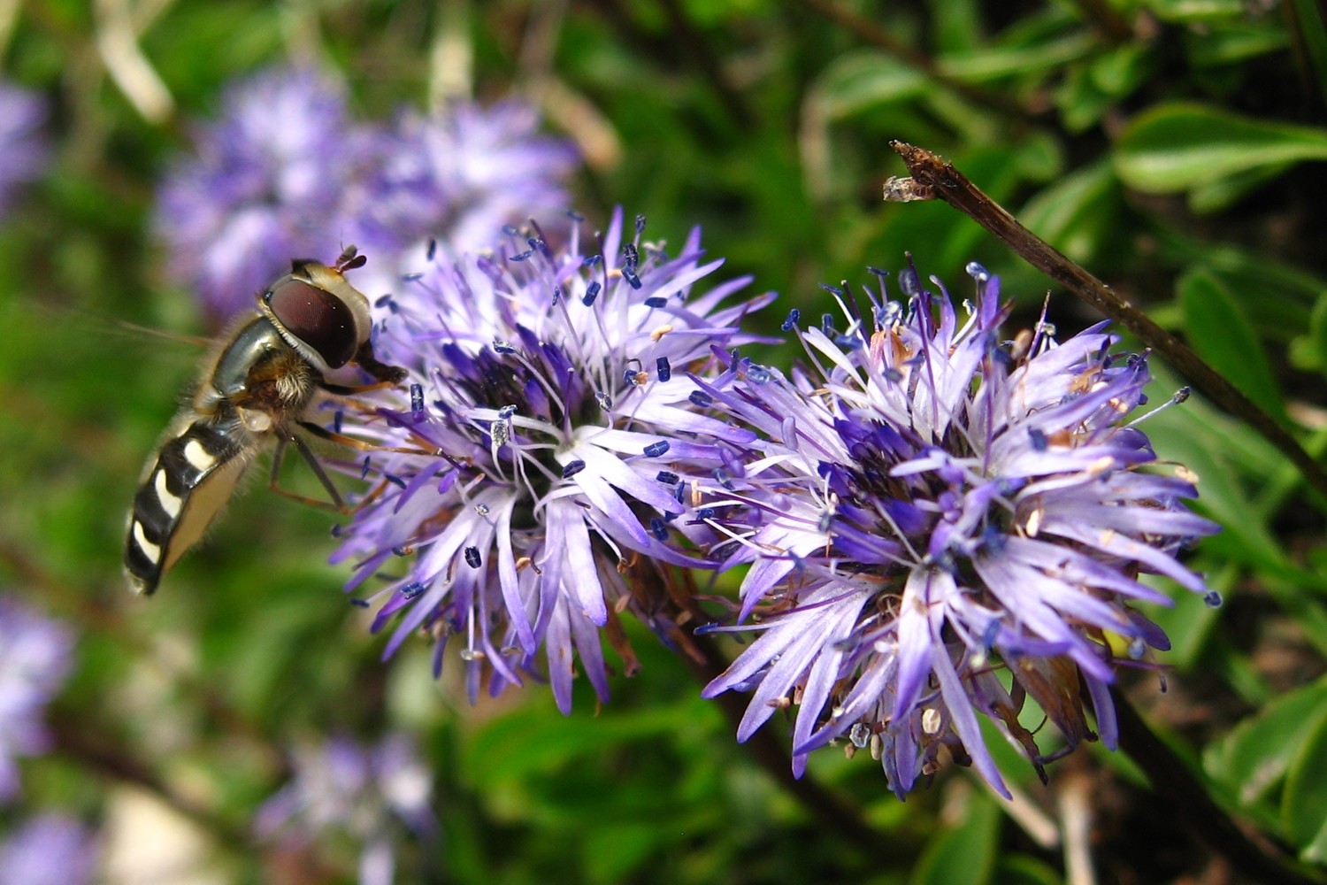globulaire naine (Globualria repens)