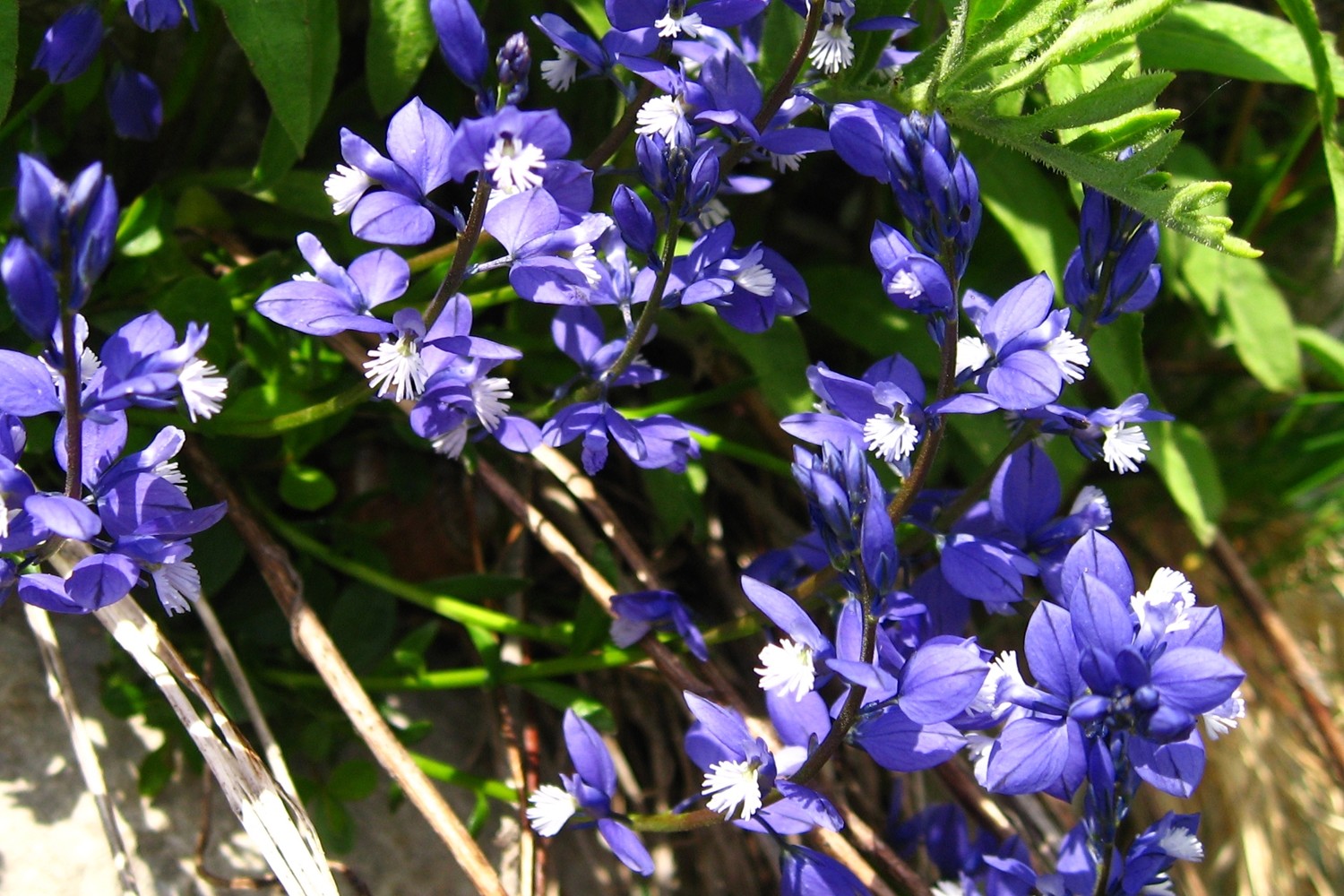 polygale du calcaire bleu (Polygale calcarea)
