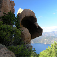 Taffoni géant   