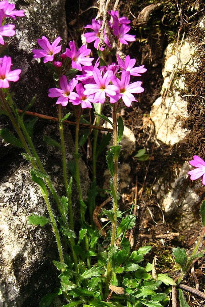 érine des Alpes (Erinus alpinus)