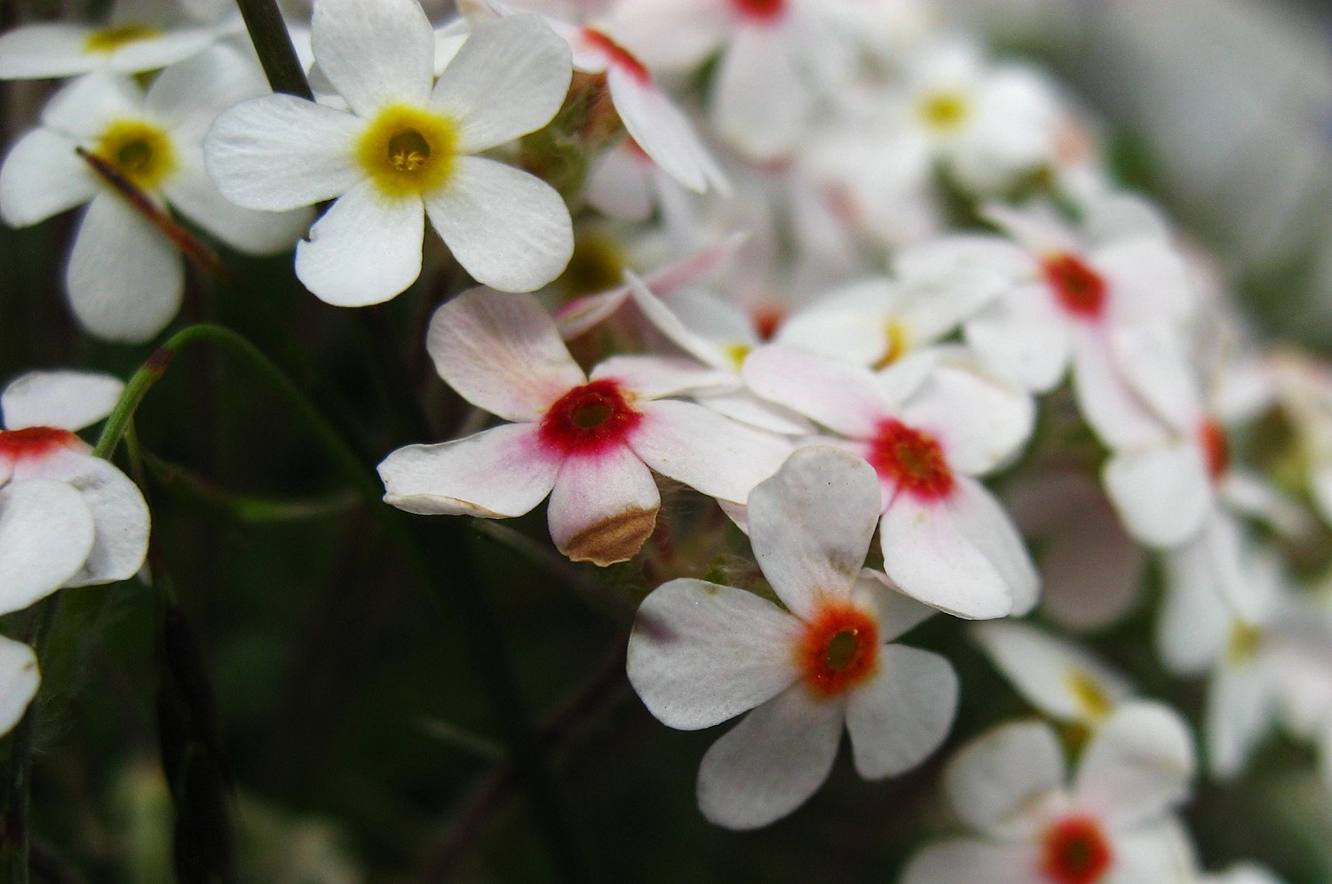 androsace velue (Androsace villosa)