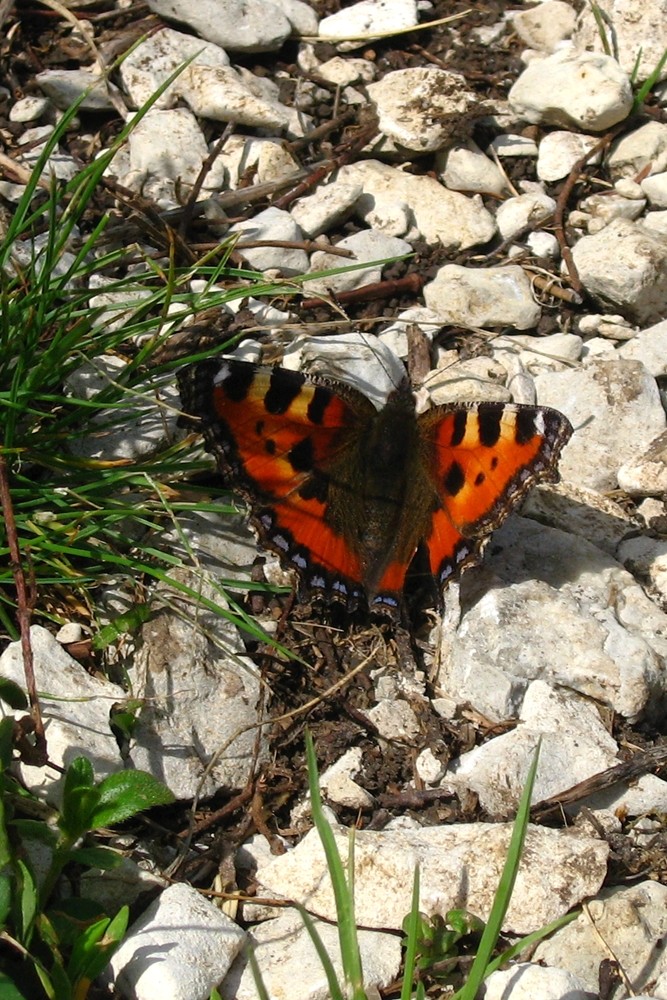 petite tortue (Aglais urticae)
