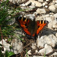 petite tortue (Aglais urticae)