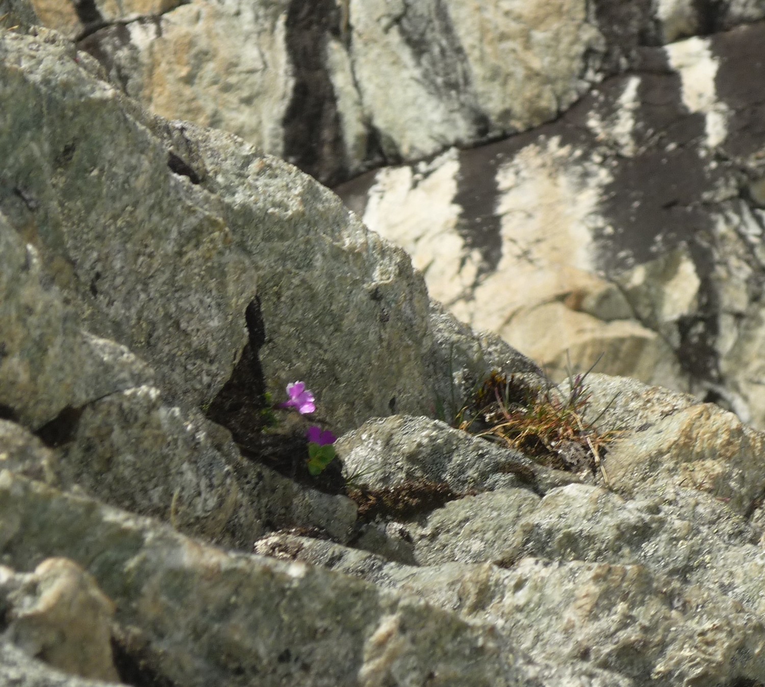 une fleur dans une fissure