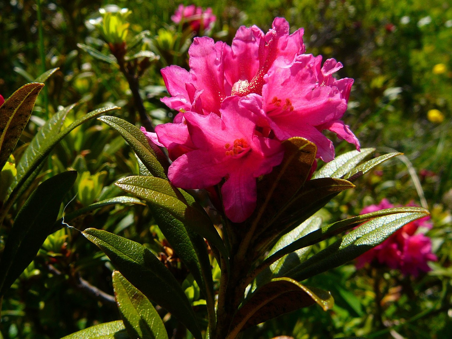 Rhododendron férrugineux