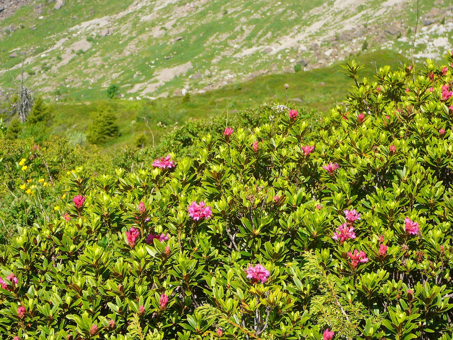 Rhodos