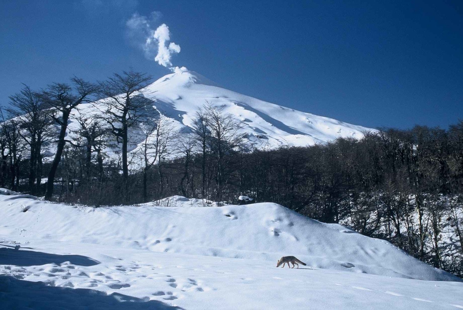 le volcan, en activité
