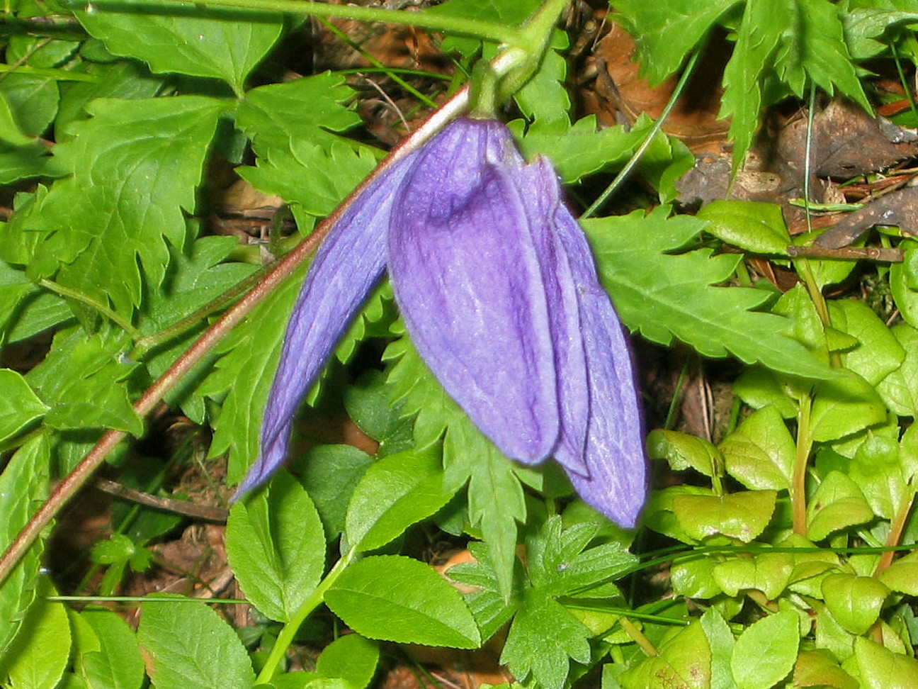 clematite, au dessus des Andrieux