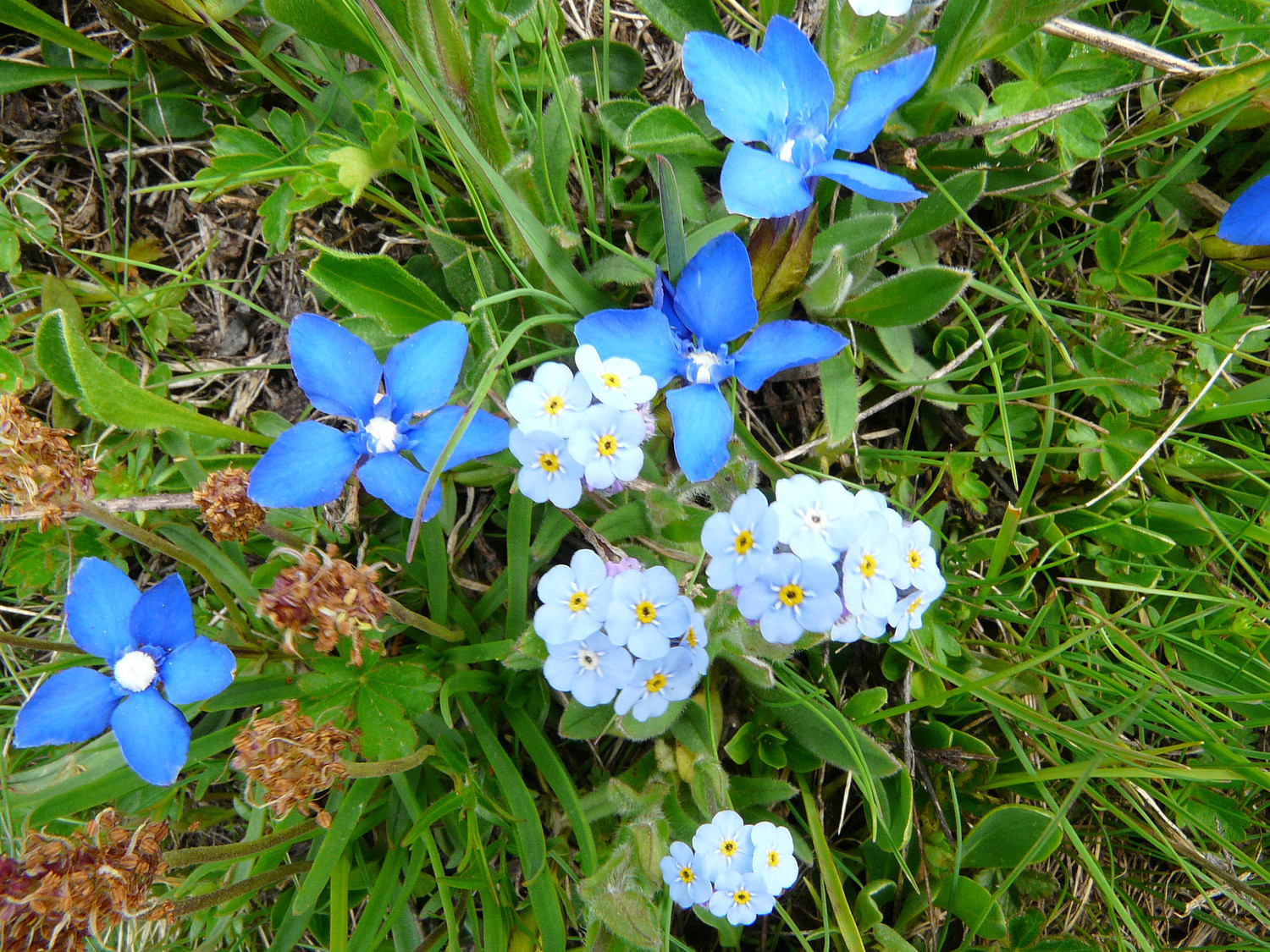 Myosotis sur fond de gentianes printanières