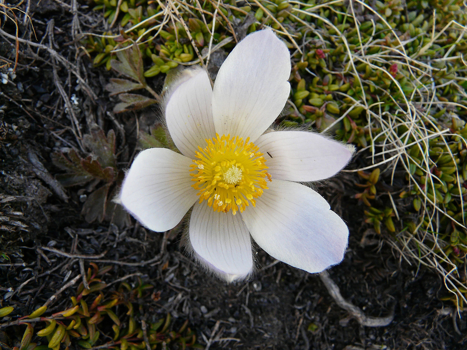 Pulsatille blanche