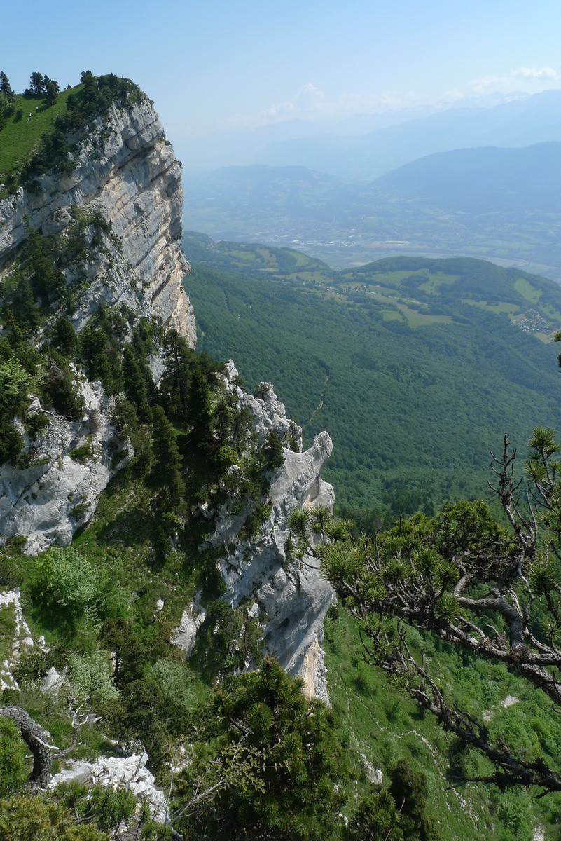 Le caïman vu d'au dessus
