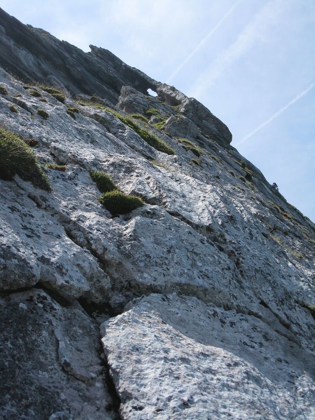 Variante à Pétiole, L5