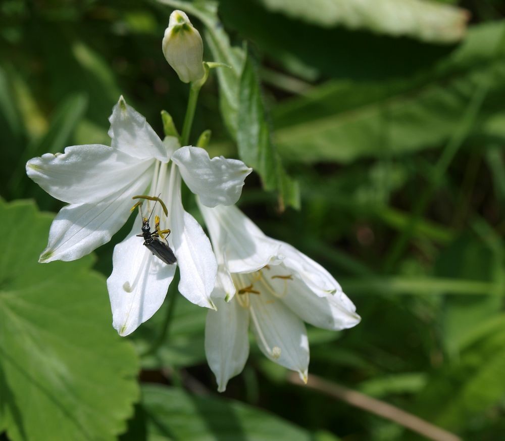 de la faune et de la flore en allant au col