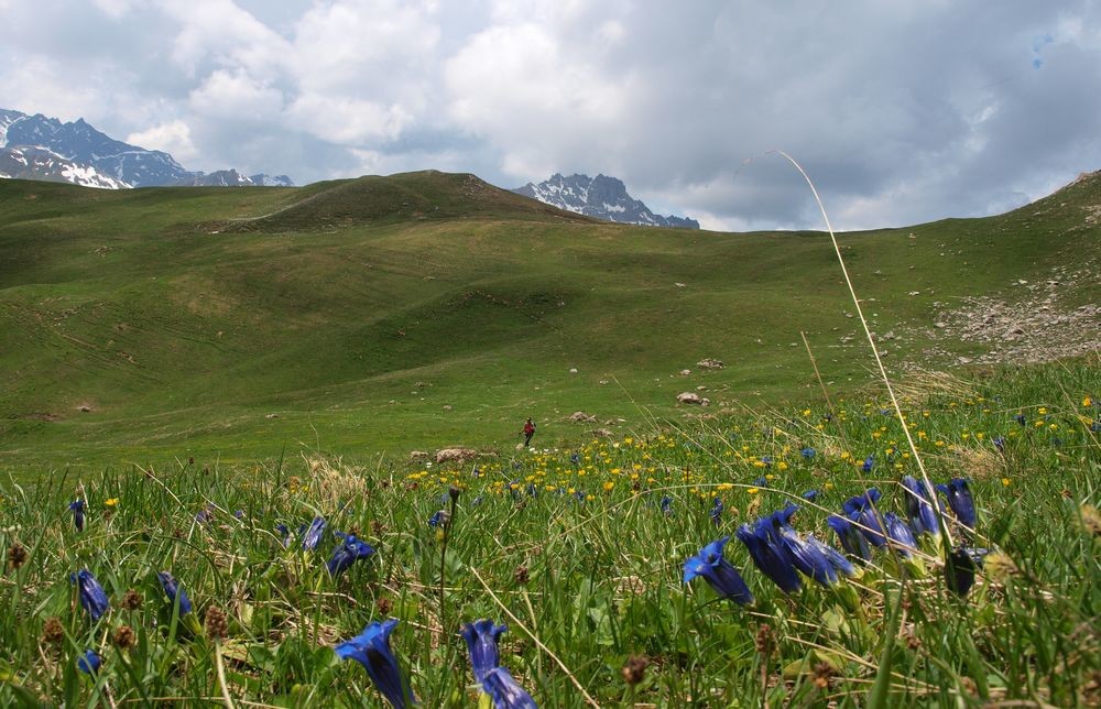 descente sur le col des Saulces au milieu des fleurs