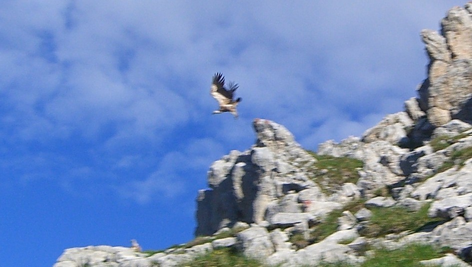 Jalouvre/Bargy - Vautour flou