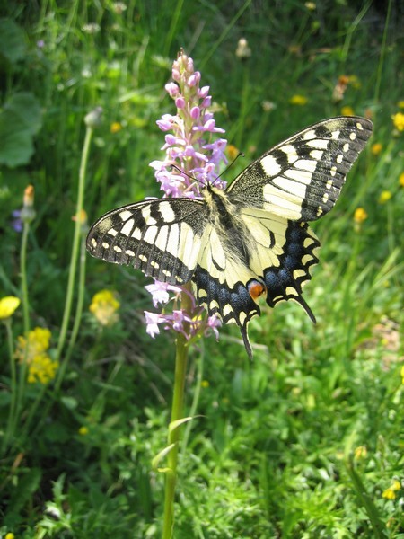 Papilio machaon