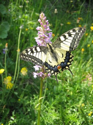Papilio machaon