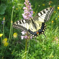 Papilio machaon