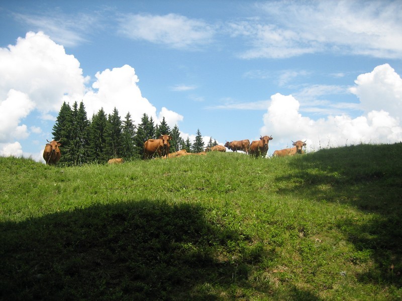 Ambiance champêtre avec de jolies tarines