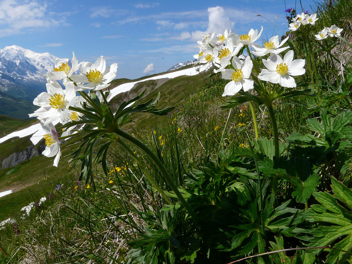 Anémones à fleurs de narcisse