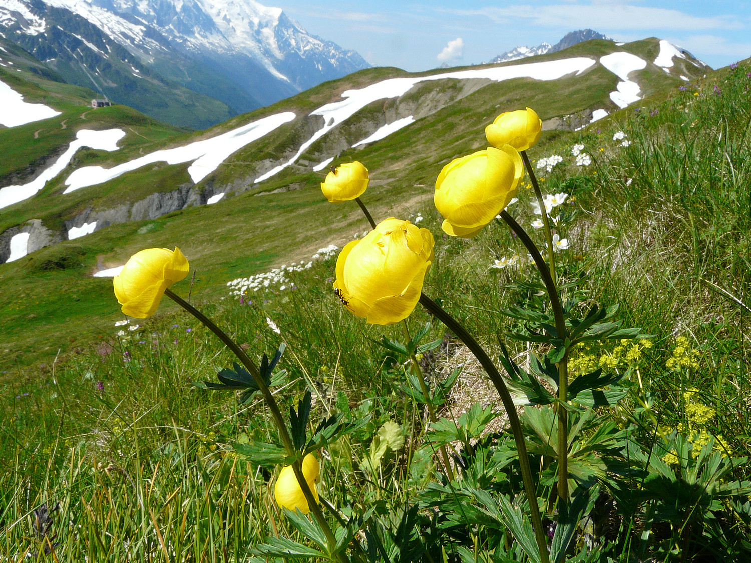 Trolles sur fond de col de Balme