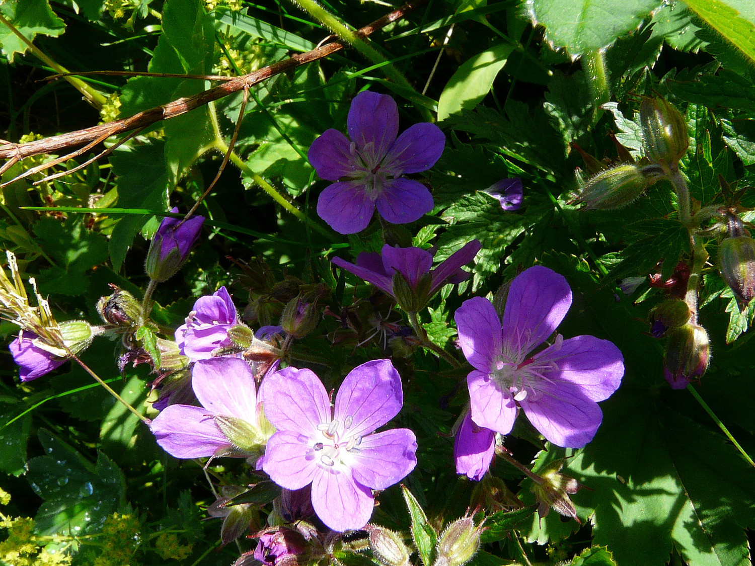 Géranium des prés