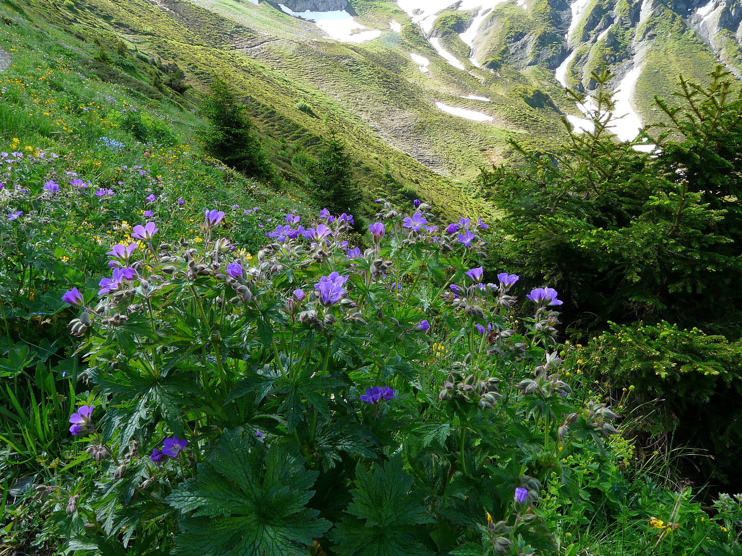 Bouquet de géraniums des prés