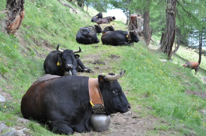 Le repos des reines..!