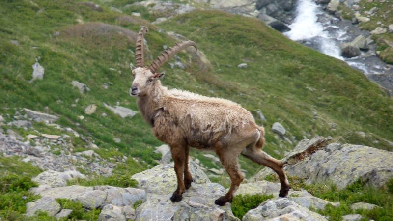 Croisement de route avec un bouquetin solitaire