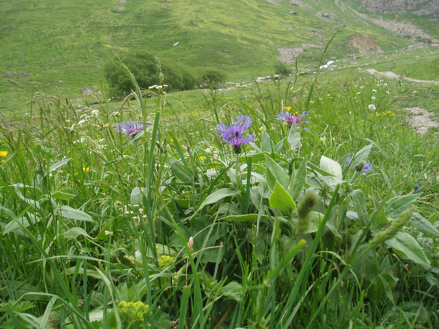 Bleuets en bord de chemin