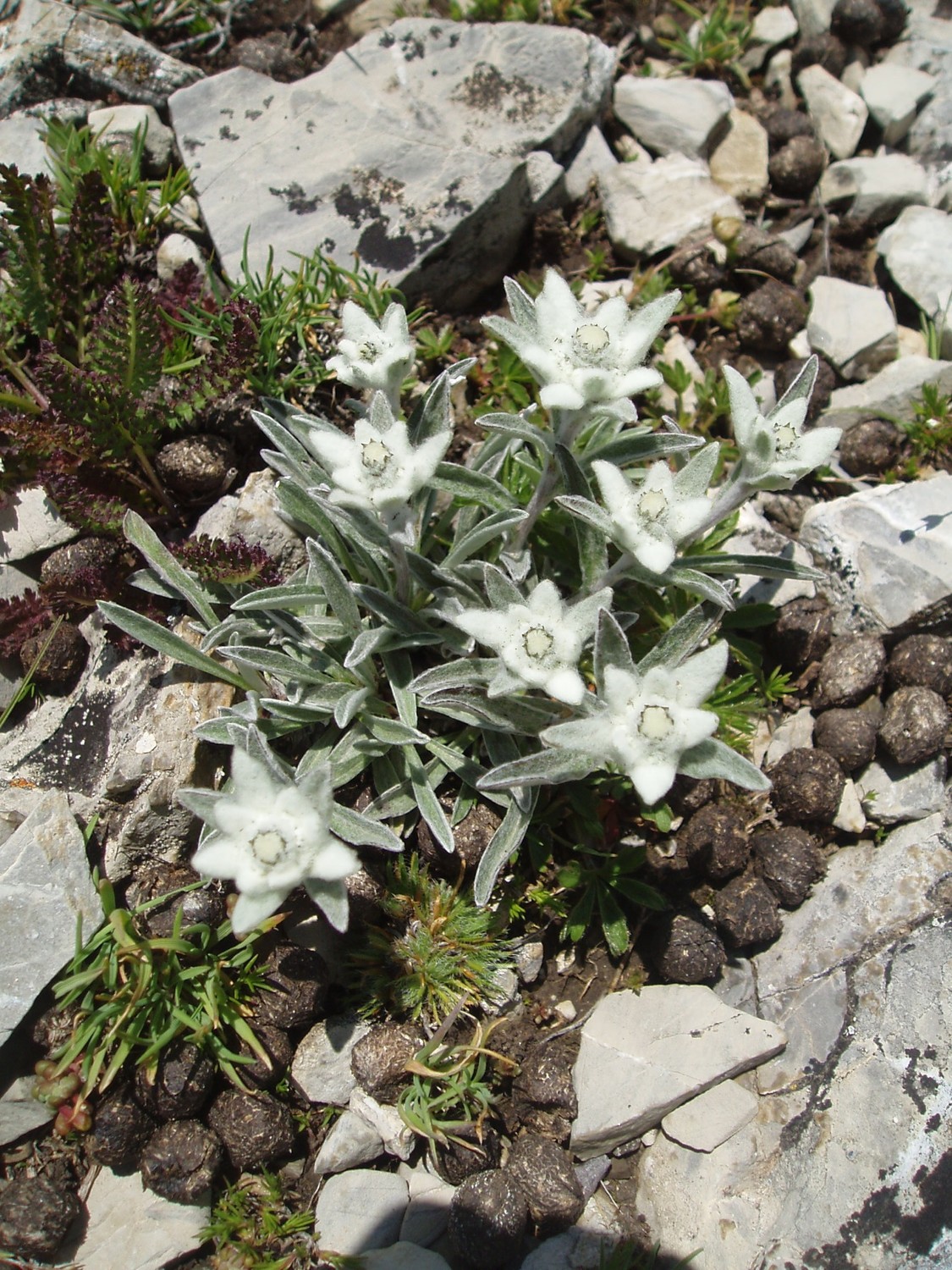 Edelweiss