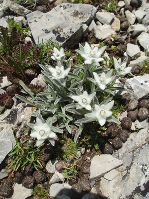Edelweiss