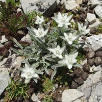 Edelweiss